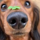 That is one boopable snoot!
