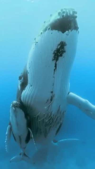 Stunning humpback whale with its baby