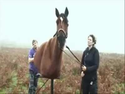 Neigh!