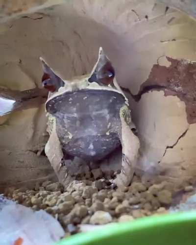 ? The Malaysian Horned Frog is amazingly quick-on-the-draw.
