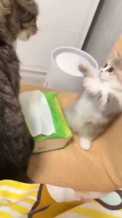 Fluffy Ambush