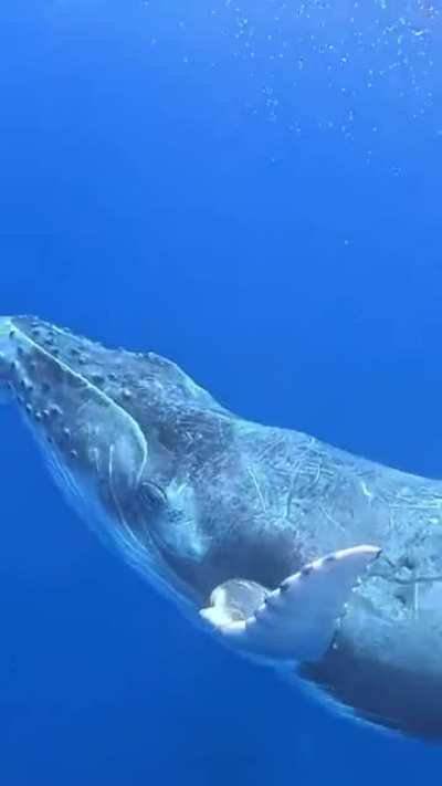 ? A juvenile humpback whale breaching as its mother watches from below