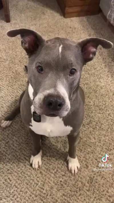 The Pitbull Takedown!