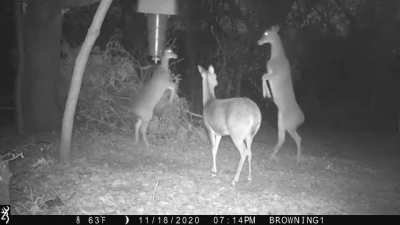 Two deer dancing ? ?