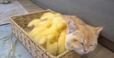 Chicks, man...