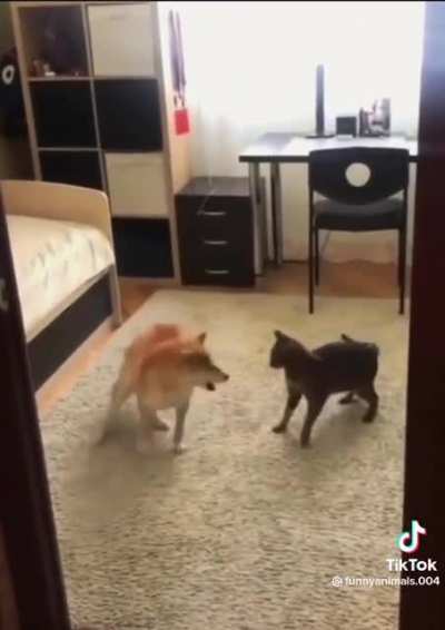 Cat: “This shit again…”