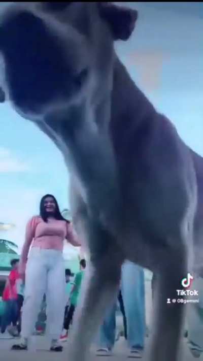 the dawg we deserve
