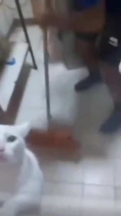 We need a cat here!!!!!!