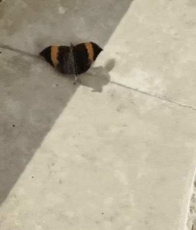 ? the level of camouflage on this guy