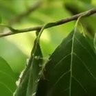 ? Tailorbird sewing her nest