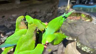 ?Hand feeding parakeets at Trilha dos Tucanos lodge, Atlantic rainforest, Brazil.