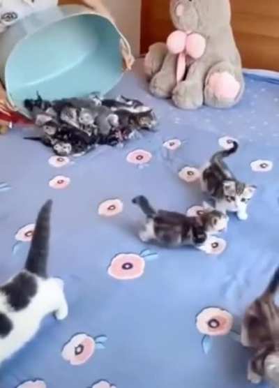 "Release the kittens!"