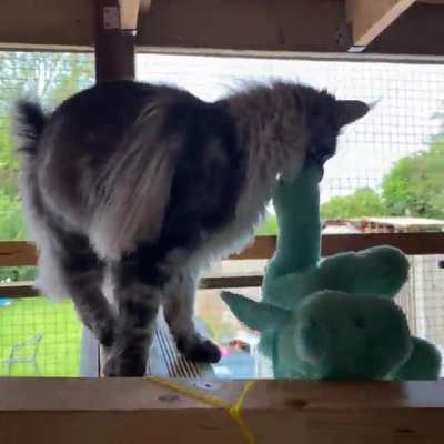 Nova was very happy when I bought him home a dragon from the store. ?