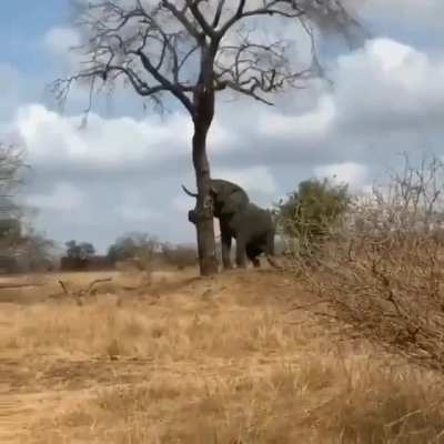 ? The power of the African elephant ?