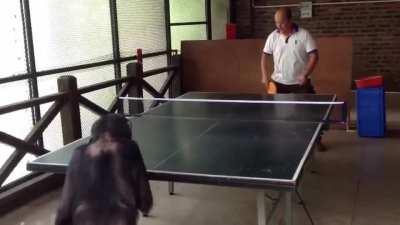 ?Chimpanzee Playing Ping-Pong?