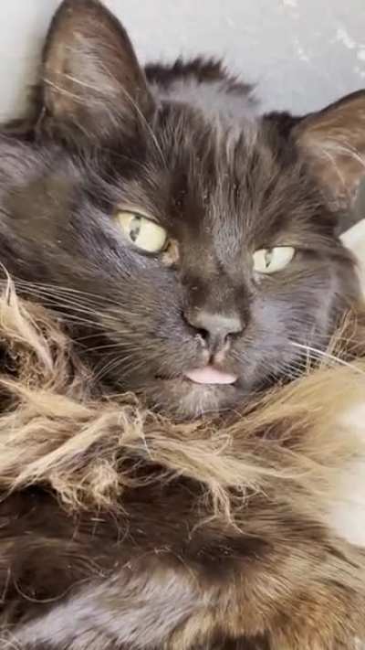 My cat’s derp face got stuck.