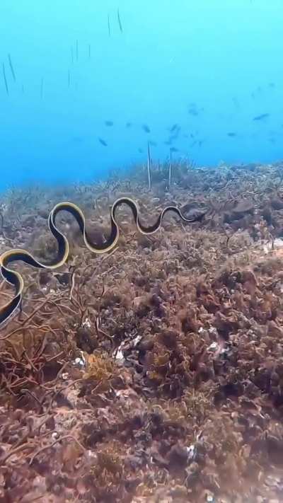 ?The mesmerizing swimming motion of a juvenile ribbon eel