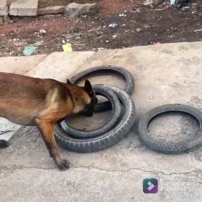 Smart dog helps his human move tires, and figures out how to carry four tires in one bite