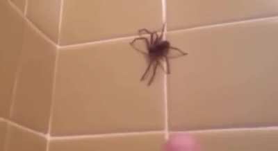 WCGW Taunting a spider?