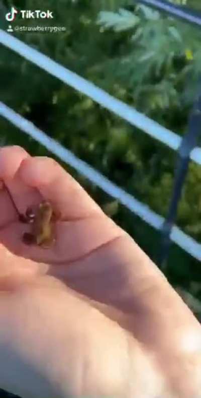 Fly high Kermit ?