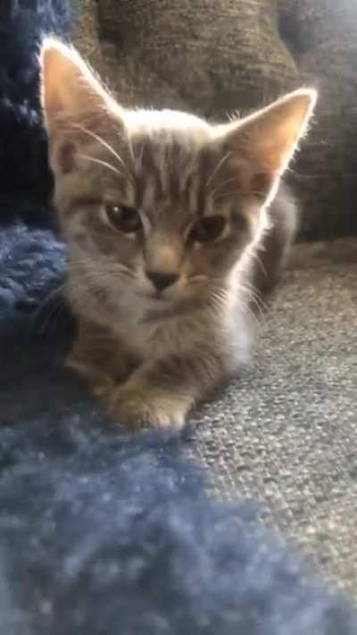 Captain Jackie Sparrow letting out a ferocious roar