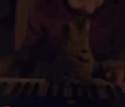 "Stop playing the piano and snuggle with me right meow!"