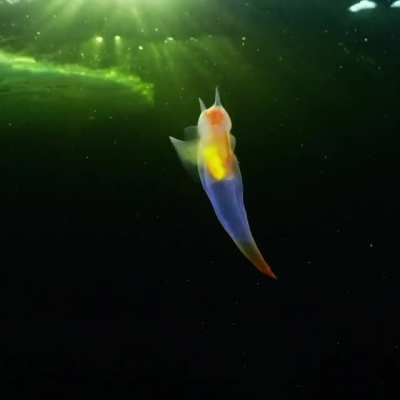 ? Rare and stunning sea angel (clione limacina) spotted off russian coast