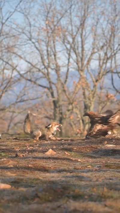 ? Fox is lucky he took a look at the sky, narrowly escapes the talons of the Golden Eagle