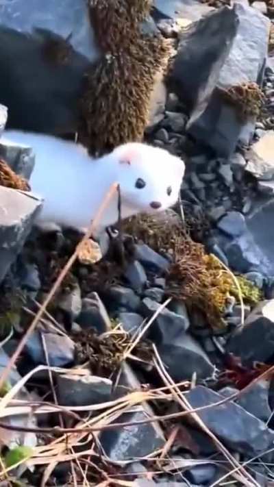 ?Stoats, despite being adorable are good hunters, they can take down prey like rabbits much larger than their size..