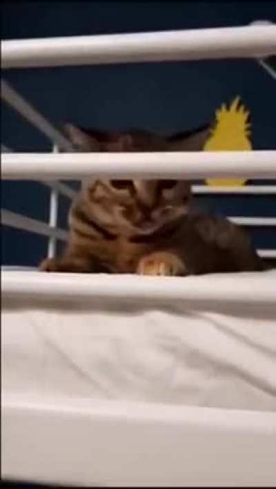 Super smart cat
