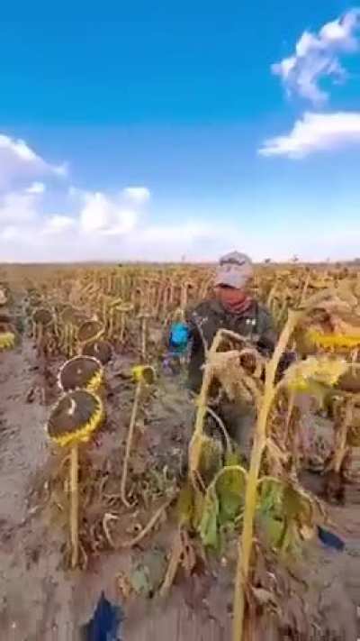 Expert sunflower harvester. ??
