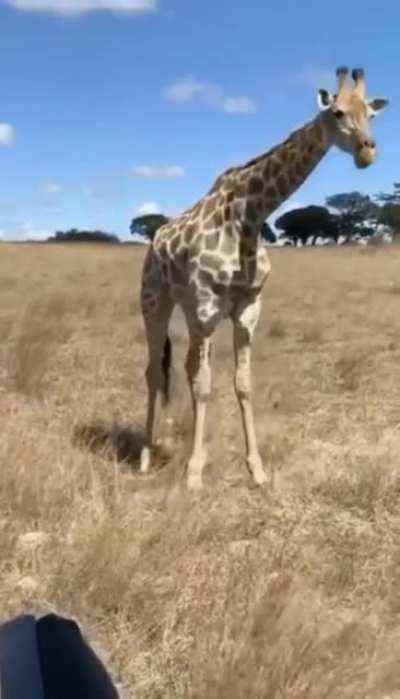 ? ? ? I’ve never wondered how a Giraffe eats grass?.