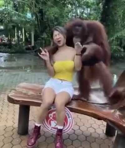 ? monkey life.