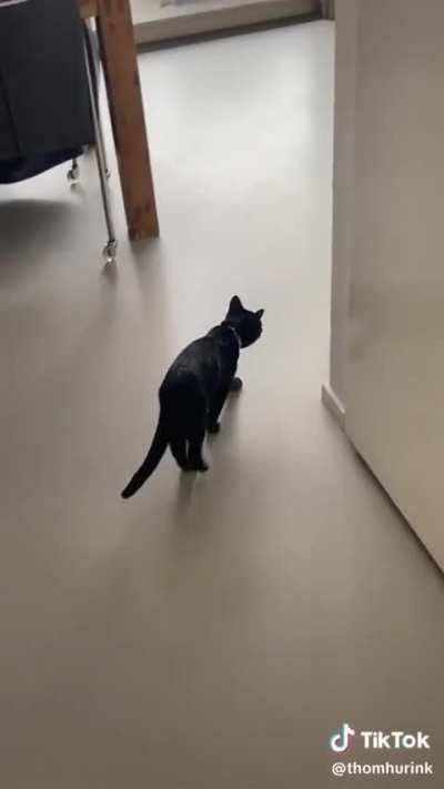 Cat vs toaster