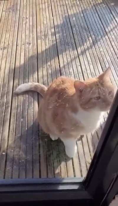 Hold my catnip while I fake an injury