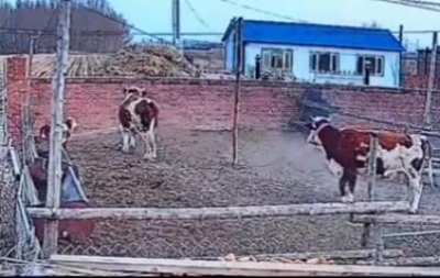 Holy cow