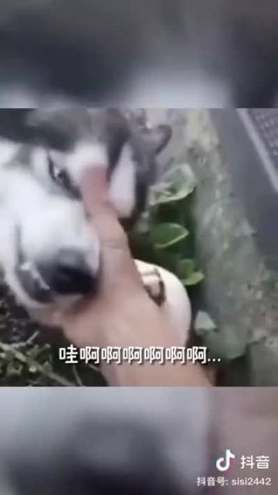 DJ husky remix