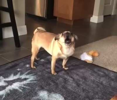 Just a cute dog....