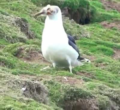 ? Unbelievable footage of a black-backed gull swallowing a rabbit hole!