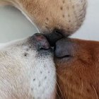 The rare tri boop