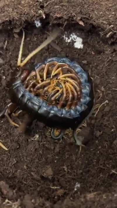 ? Mother centipede and her children ?