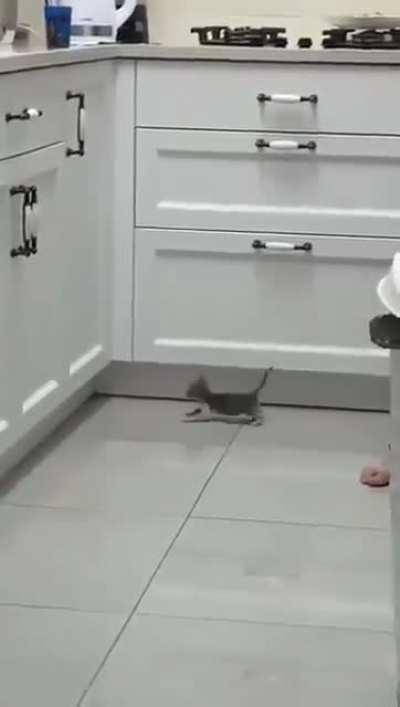 The world's most adorable attempt