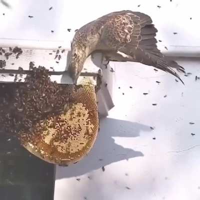 ? Honey buzzard attacking a honey comb!