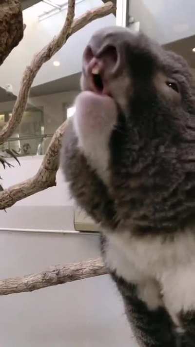 Youtube recommended me this devil koala after 2 years ?