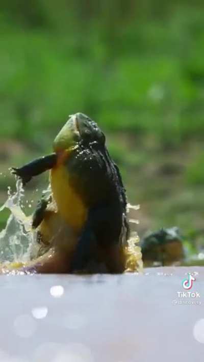Frog