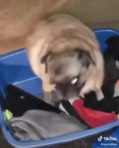 These dogs made a fire music video