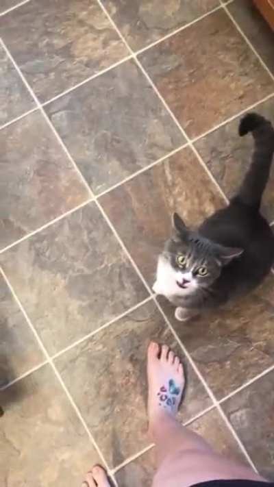 I tried to post earlier but my phone kept messing up. This is Cat. She demands to be pet/held all the time and will meow at you endlessly until you let her jump into your arms.