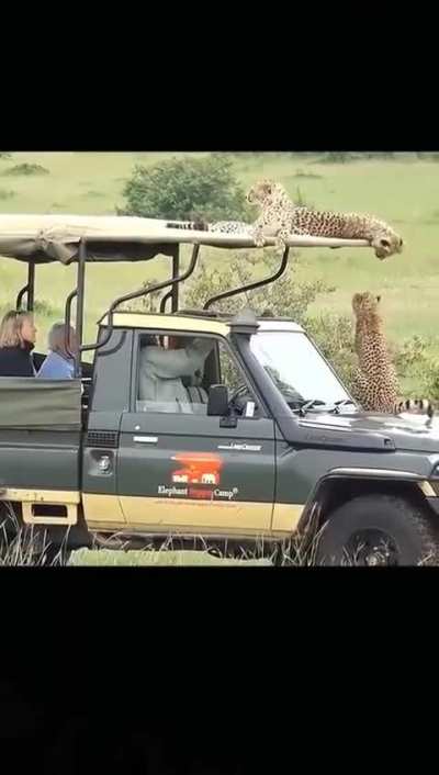 Cheetahs are the only big cats that rarely attack humans