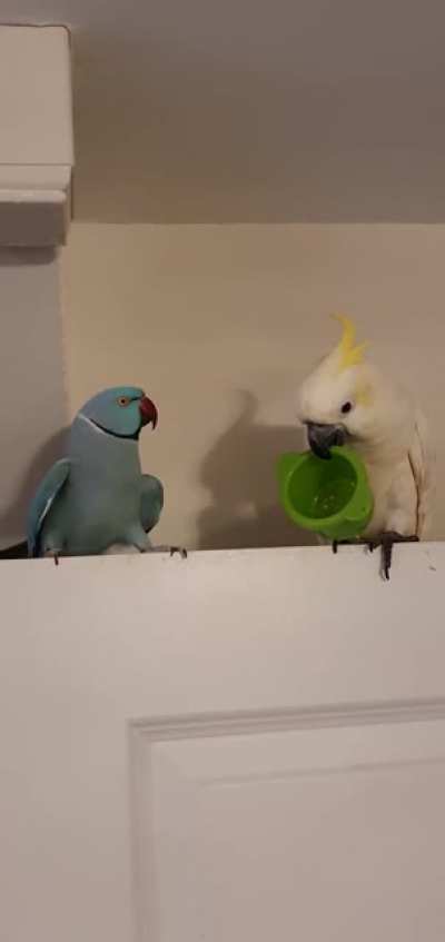 Give me a kiss... fine to heck with your stupid cup then