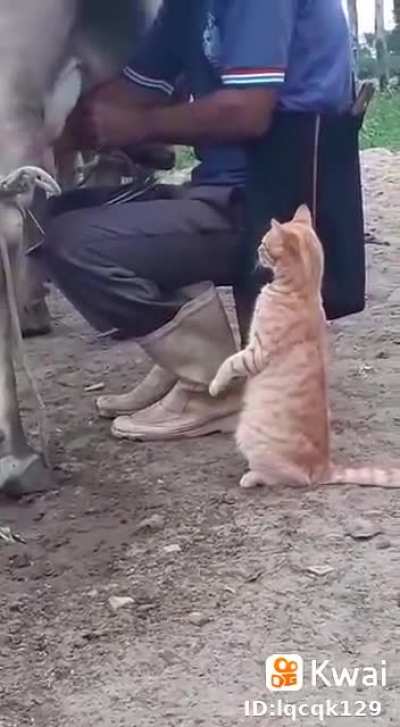 Hold my catnip while I drink some fresh milk